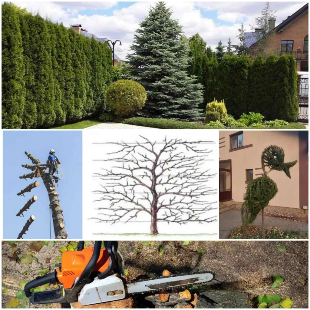 foto-obiavlenie-ob-uhode-za-sadom-i-dereviami