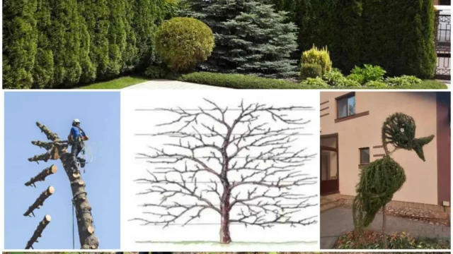 foto-obiavlenie-ob-uhode-za-sadom-i-dereviami