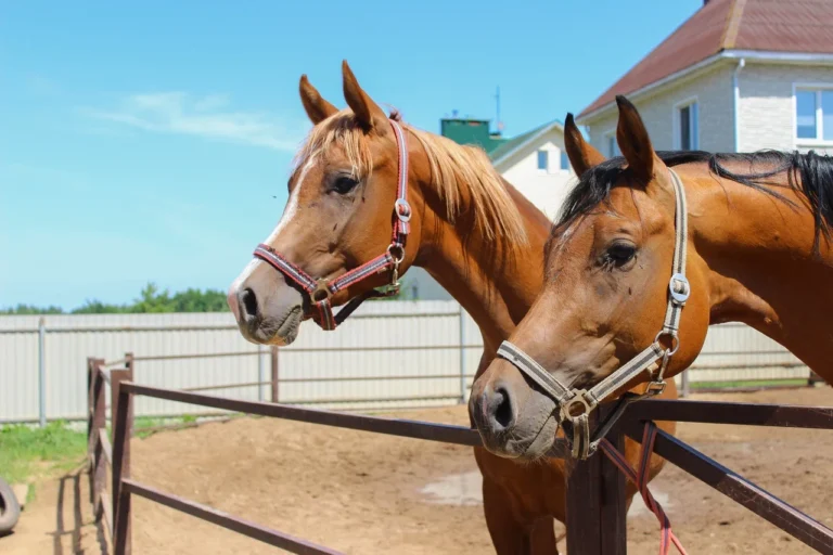 foto-post-o-konnom-klube-Tabun