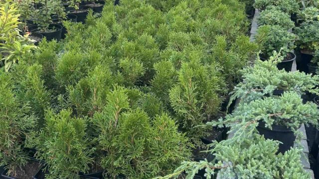 viber_image_2025-10-04_12-46-33-959