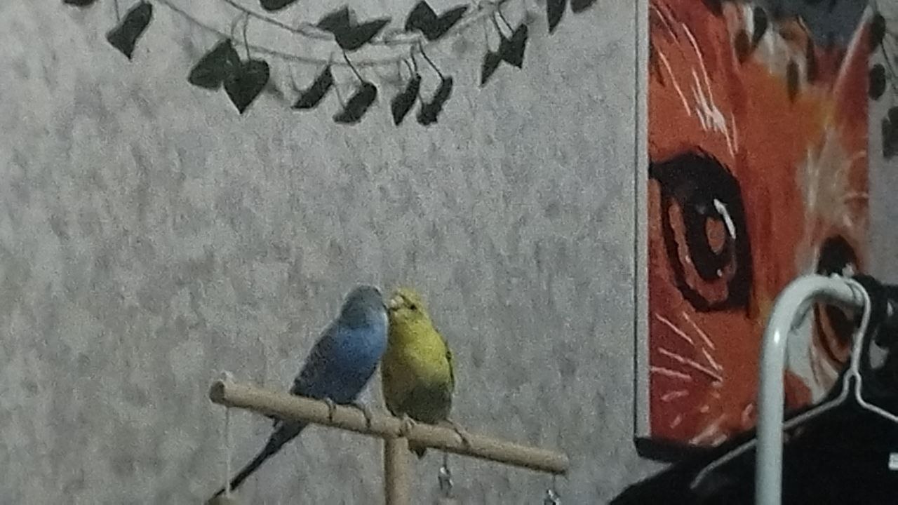 Кас