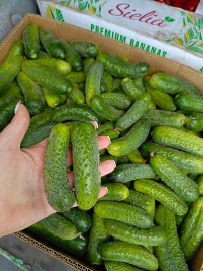 img-ogurci-na-prodazhu